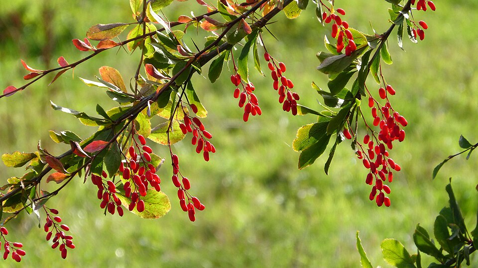 File:Berberis vulgaris berries. - Flickr - gailhampshire.jpg