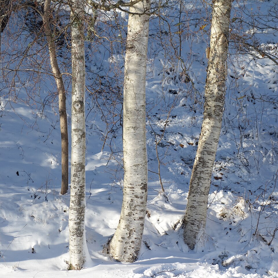 File:Birch trunks in snow and sunshine - 2.jpg