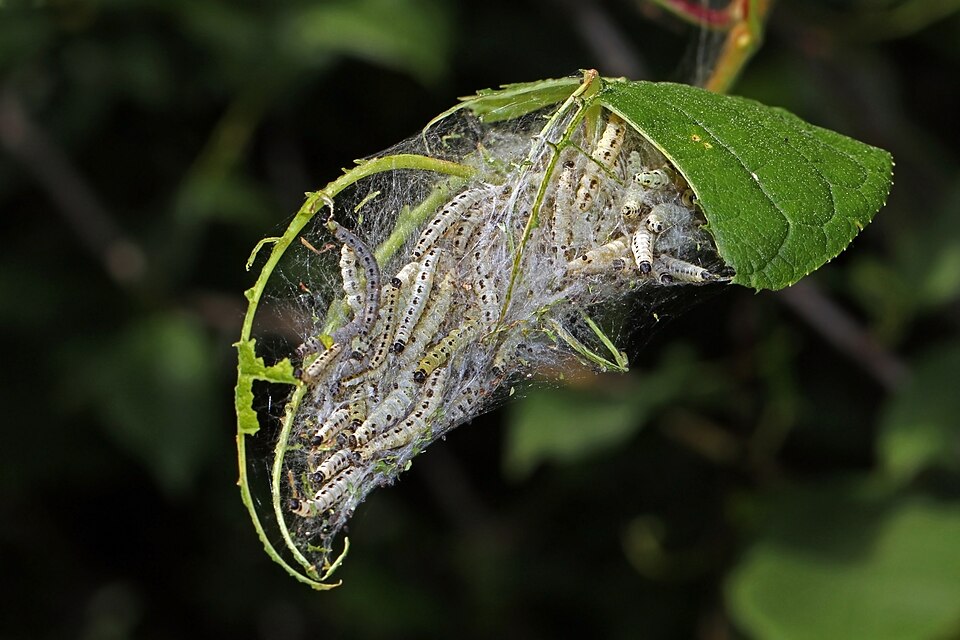 File:Bird-cherry ermine moth (Yponomeuta evonymella) caterpillars.jpg