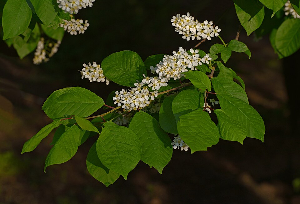 File:Bird cherry branch April.jpg