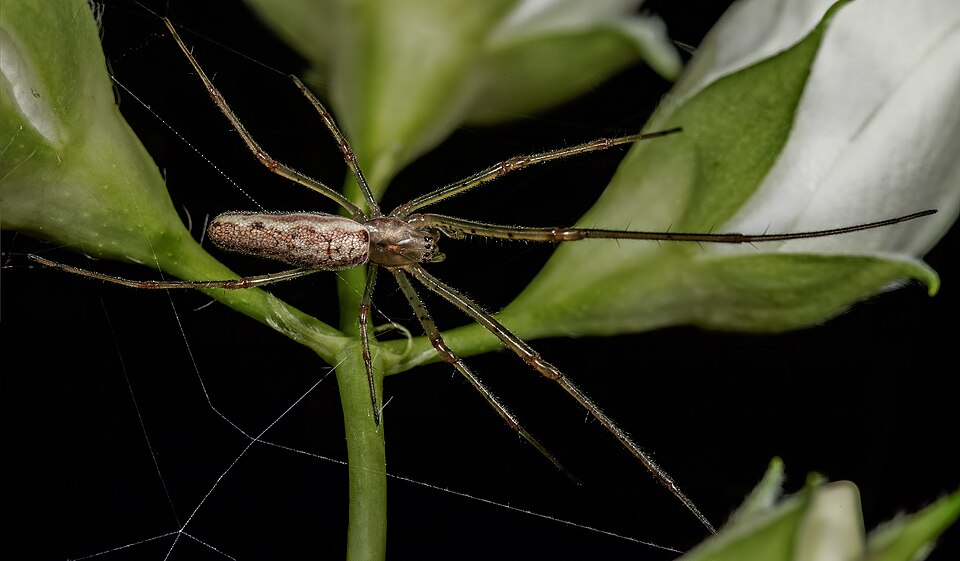 File:(MHNT) Tetragnatha extensa on Philadelphus coronarius.jpg