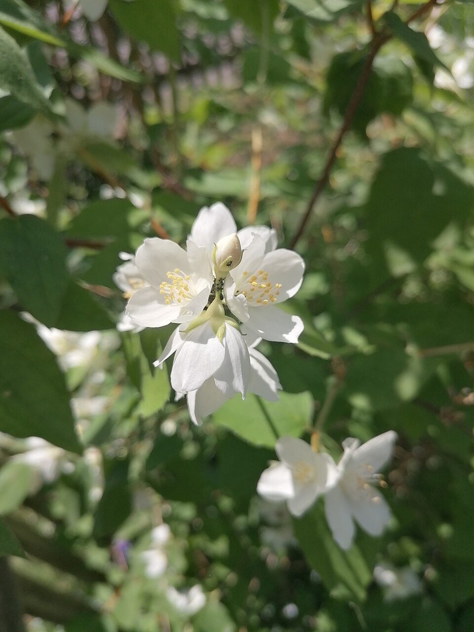 File:20240527 sweet mock orange jaśminowiec wonny Philadelphus coronarius Upper Silesian Ethnographic Park.jpg