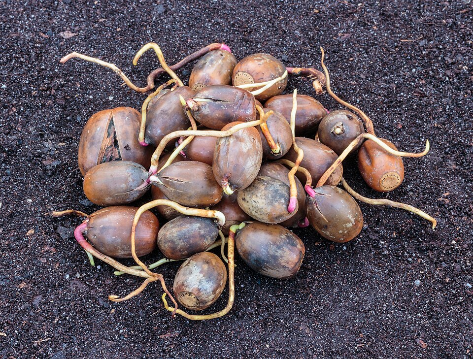 File:Eikels van een zomereik met wortelkiem (Quercus robur) 04.jpg