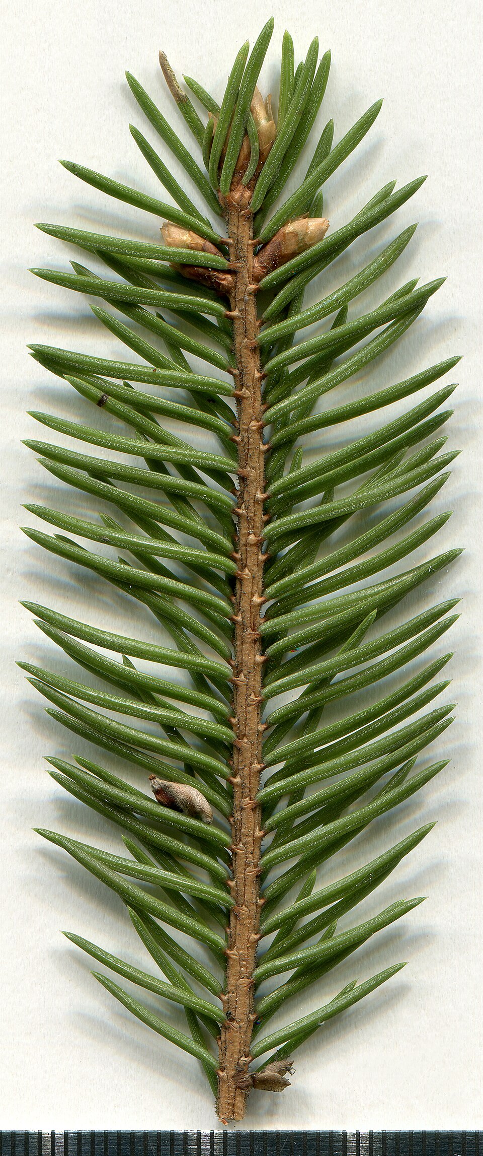 File:2020 year. Herbarium. Picea abies. img-002.jpg
