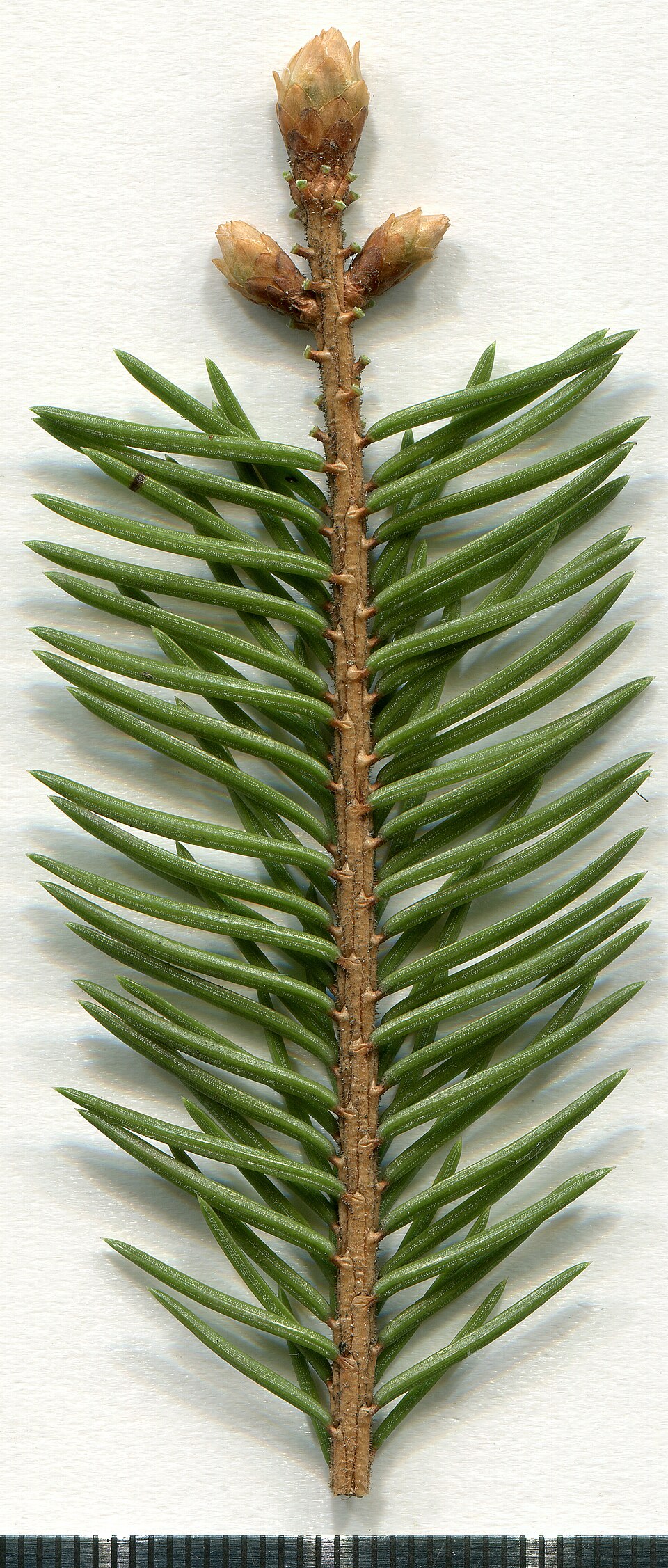 File:2020 year. Herbarium. Picea abies. img-003.jpg