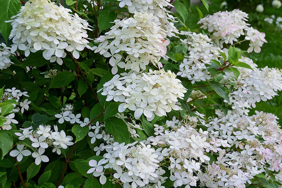 File:Beautifully blooming white flowers of the Hydrangea paniculata (54723012496).jpg