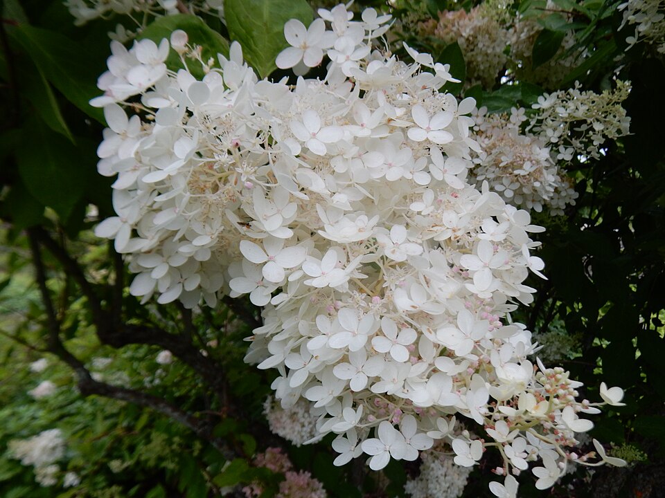 File:Hydrangea paniculata 'Grandiflora', Tallinn Botanic Garden 01.jpg