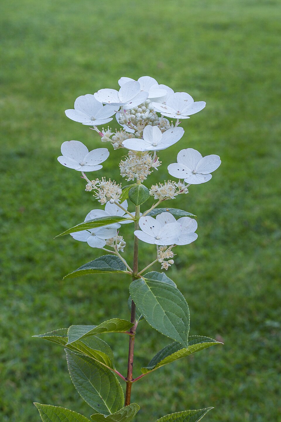 File:Hydrangea paniculata. Pluimhortensia. (d.j.b.) 01.jpg