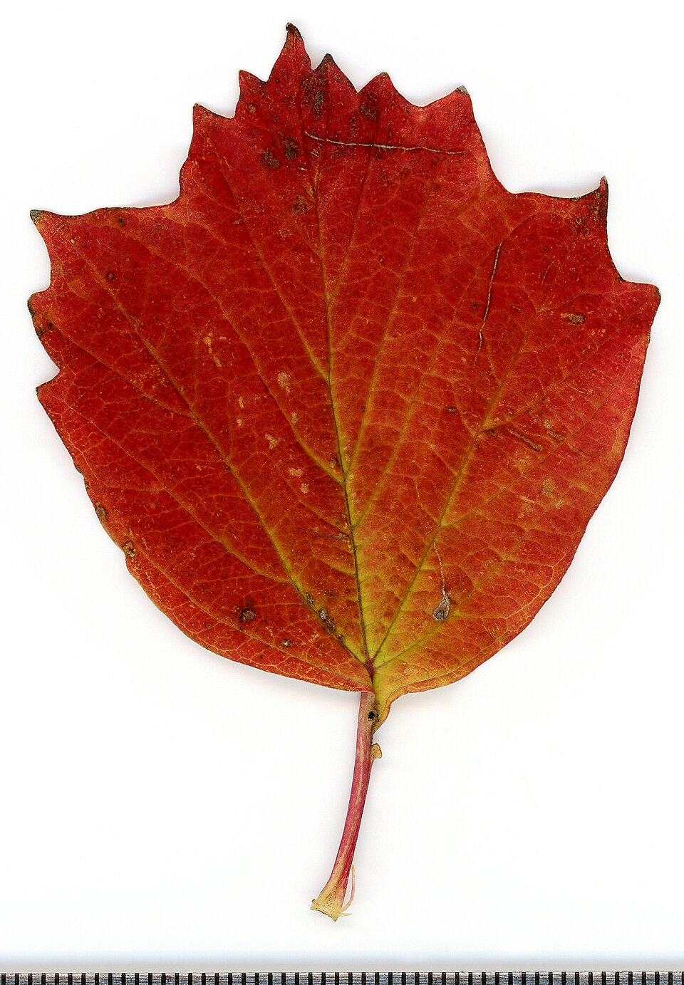 File:2020 year. Herbarium. Trees. img-063.jpg