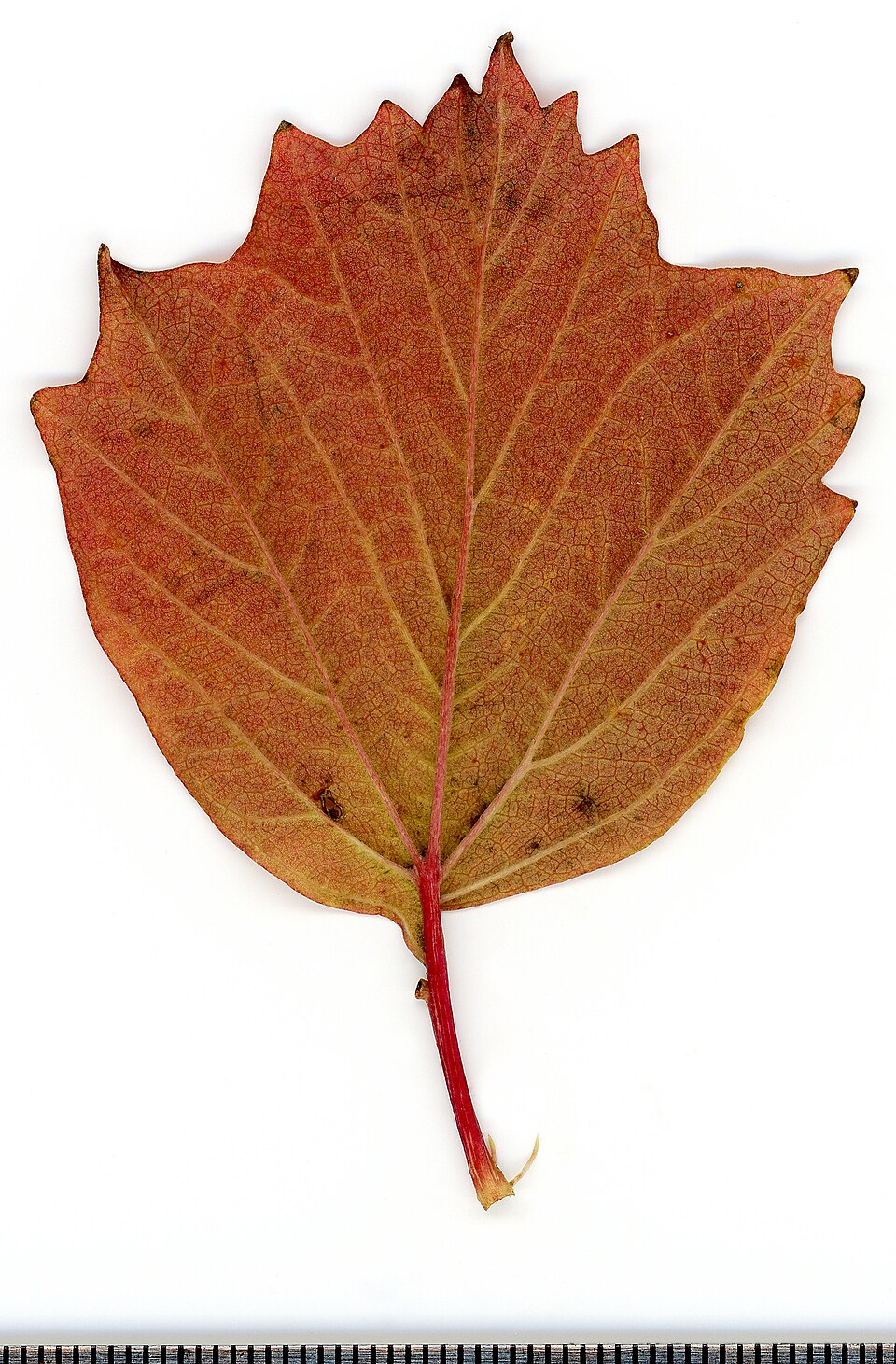 File:2020 year. Herbarium. Trees. img-064.jpg