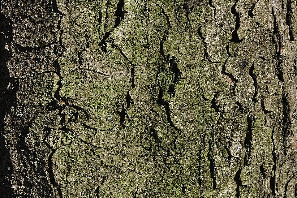 File:Aesculus hippocastanum bark Siemianowice.jpg