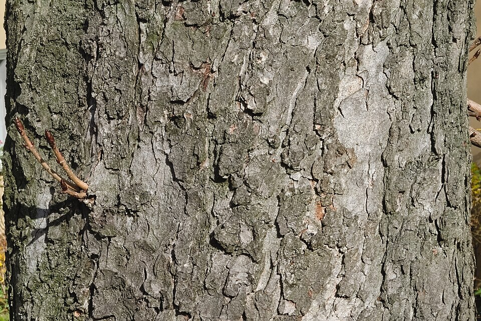 File:Aesculus hippocastanum bark Siemianowice 2.jpg