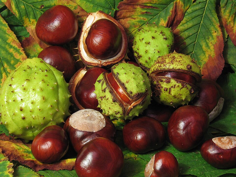 File:Aesculus hippocastanum fruit.jpg