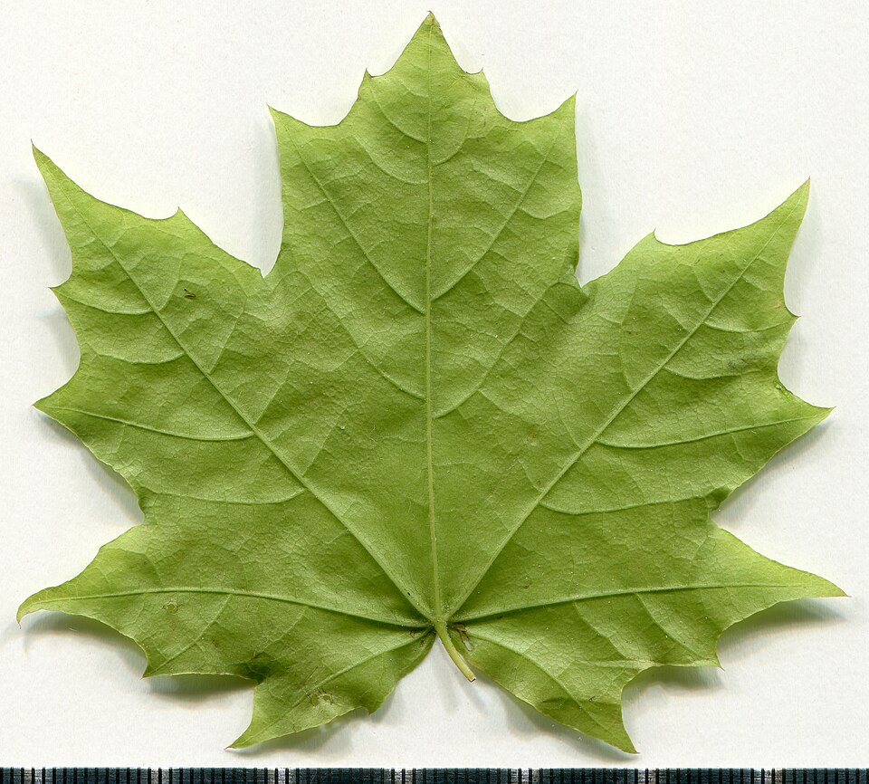 File:2020 year. Herbarium. Acer platanoides. img-012.jpg