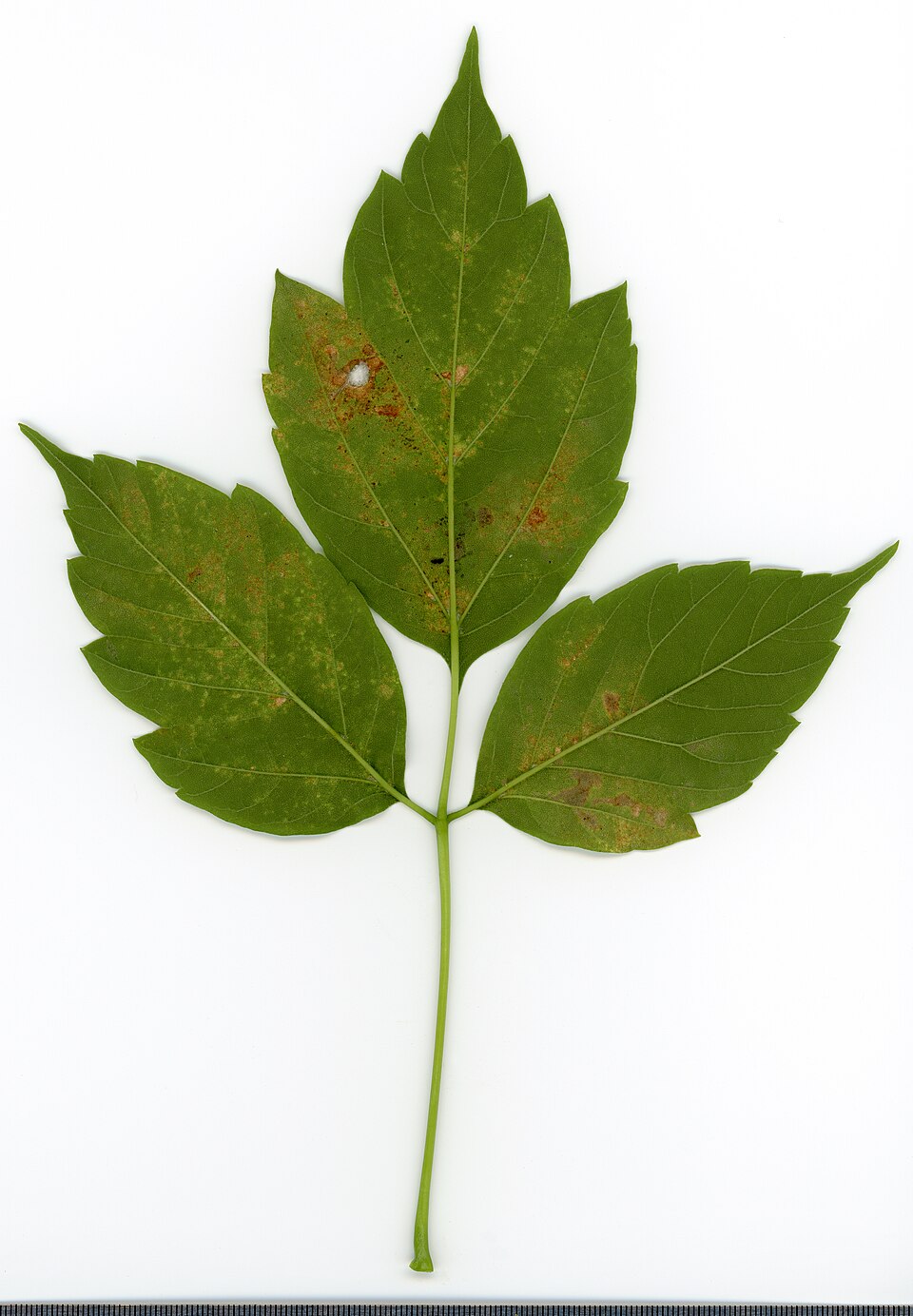 File:2020 year. Herbarium. Acer negundo. img-002.jpg