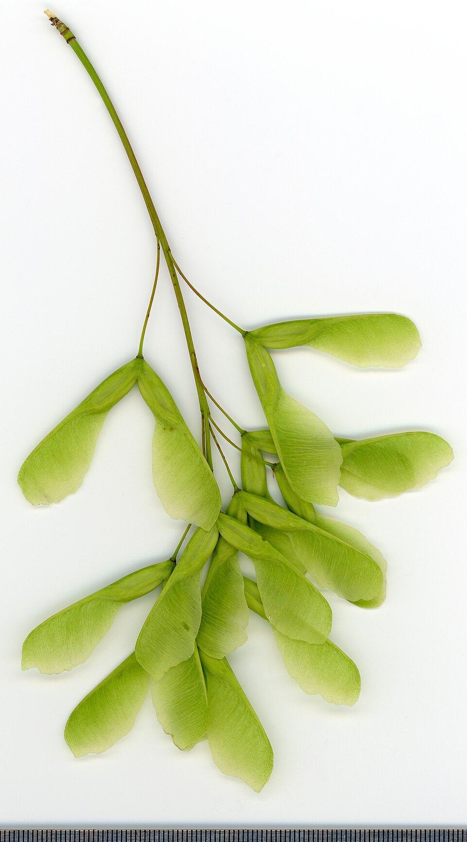 File:2020 year. Herbarium. Acer negundo. img-011.jpg