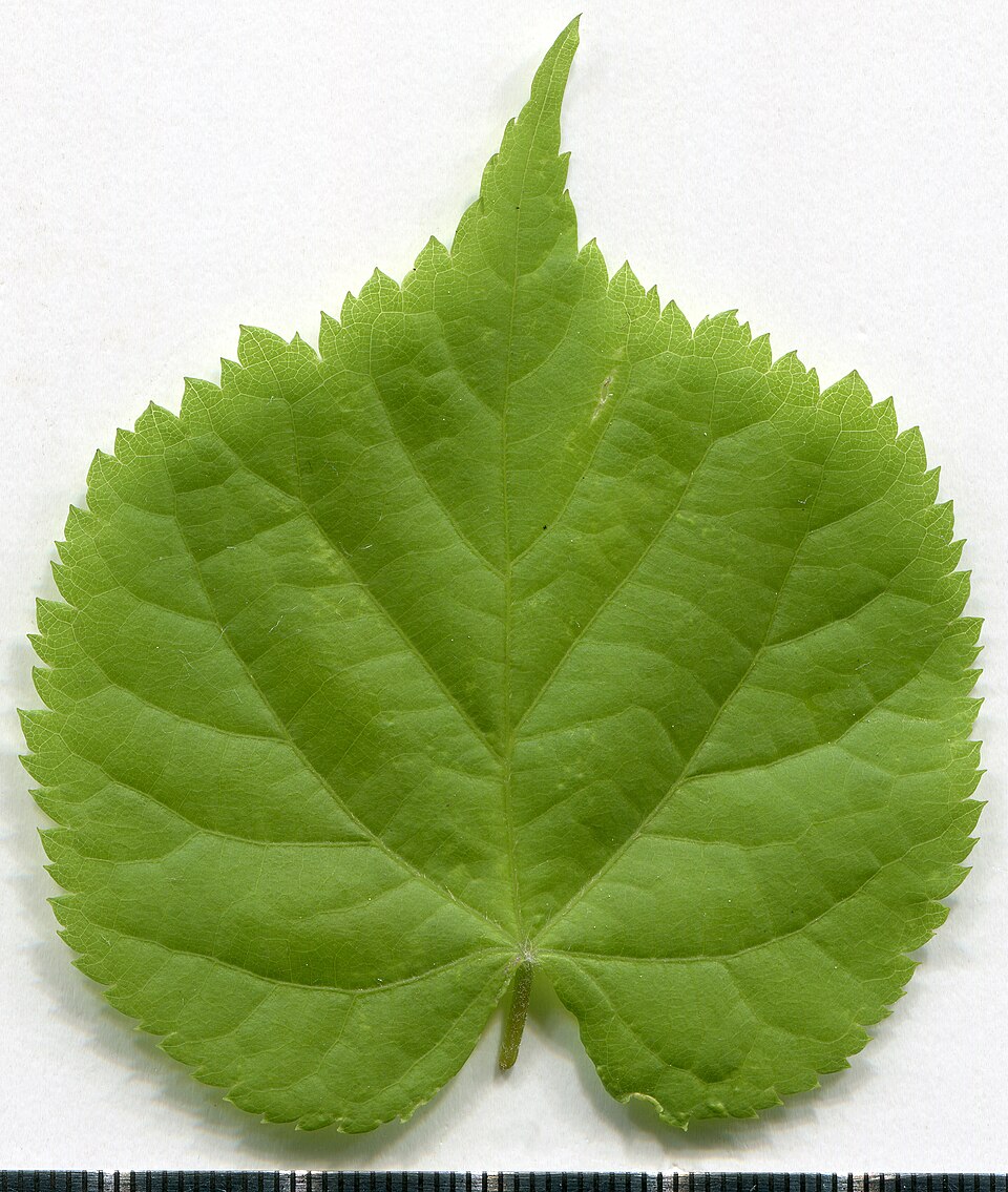 File:2020 year. Herbarium. Tilia cordata. img-003.jpg