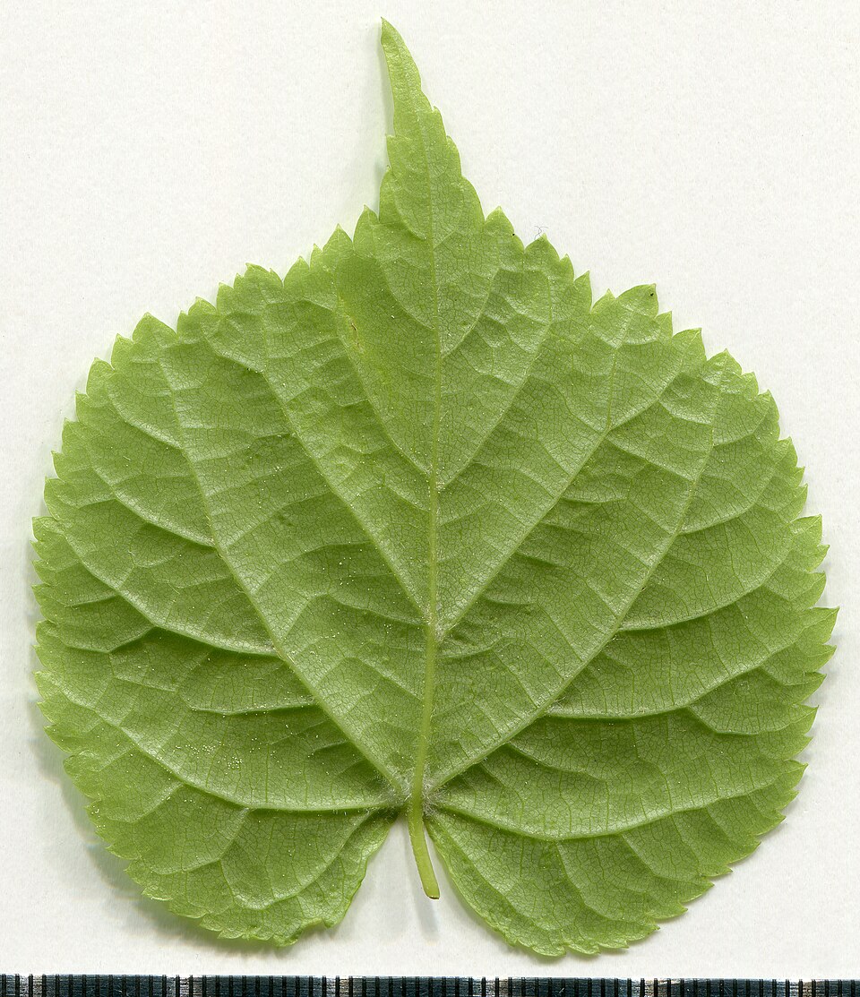 File:2020 year. Herbarium. Tilia cordata. img-004.jpg