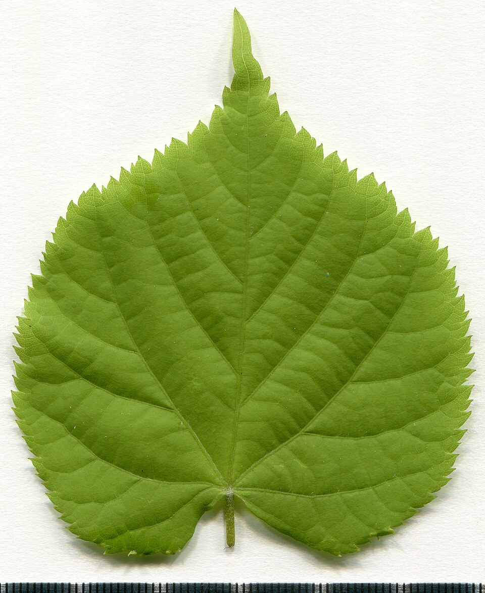 File:2020 year. Herbarium. Tilia cordata. img-007.jpg