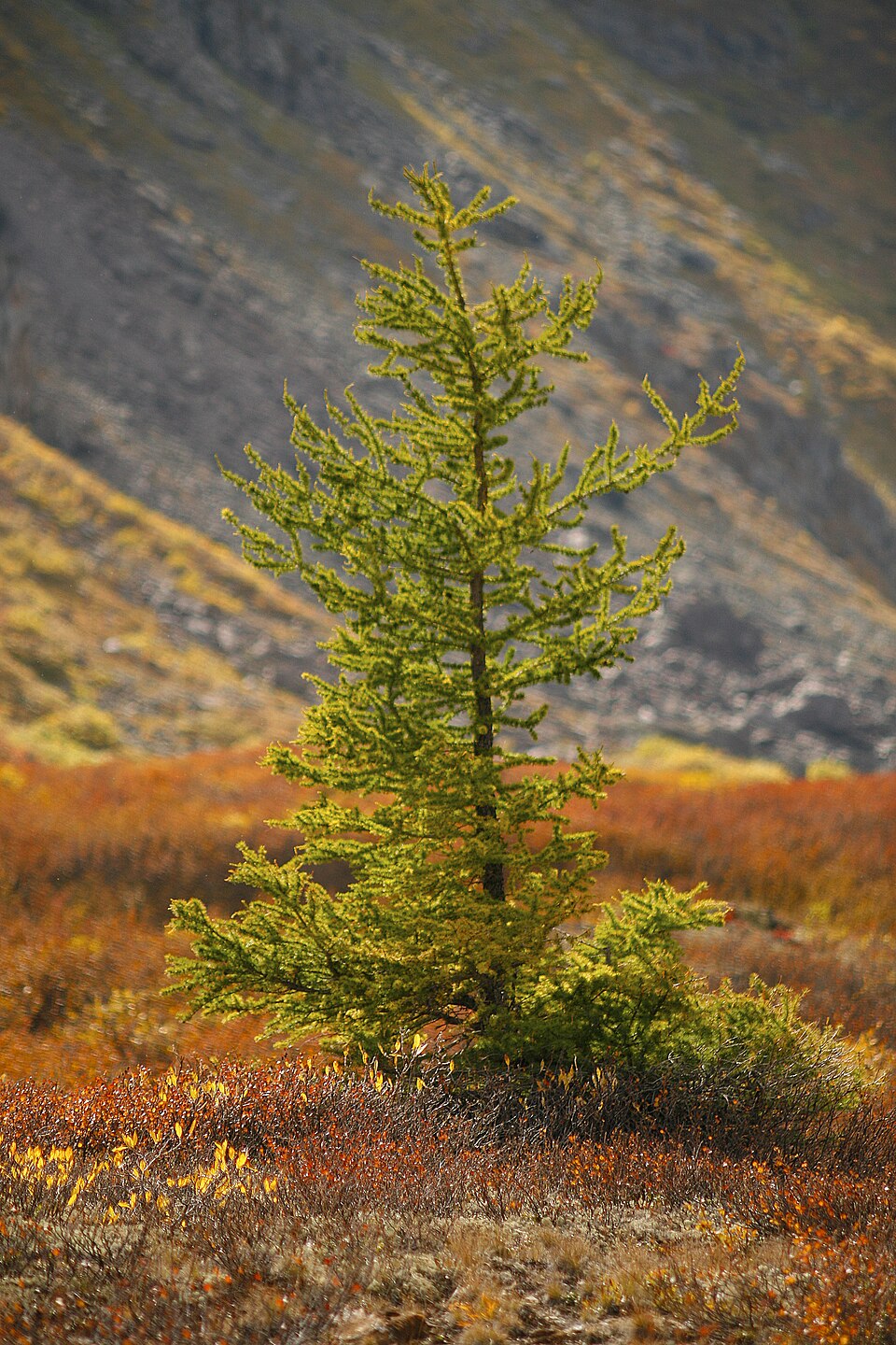 File:Larix sibirica (6132312936).jpg