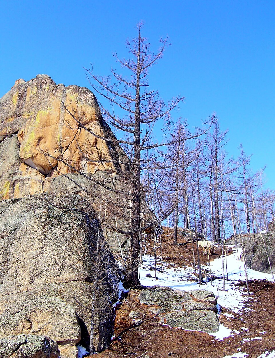 File:Larix sibirica Gorkhi-Terelj.jpg