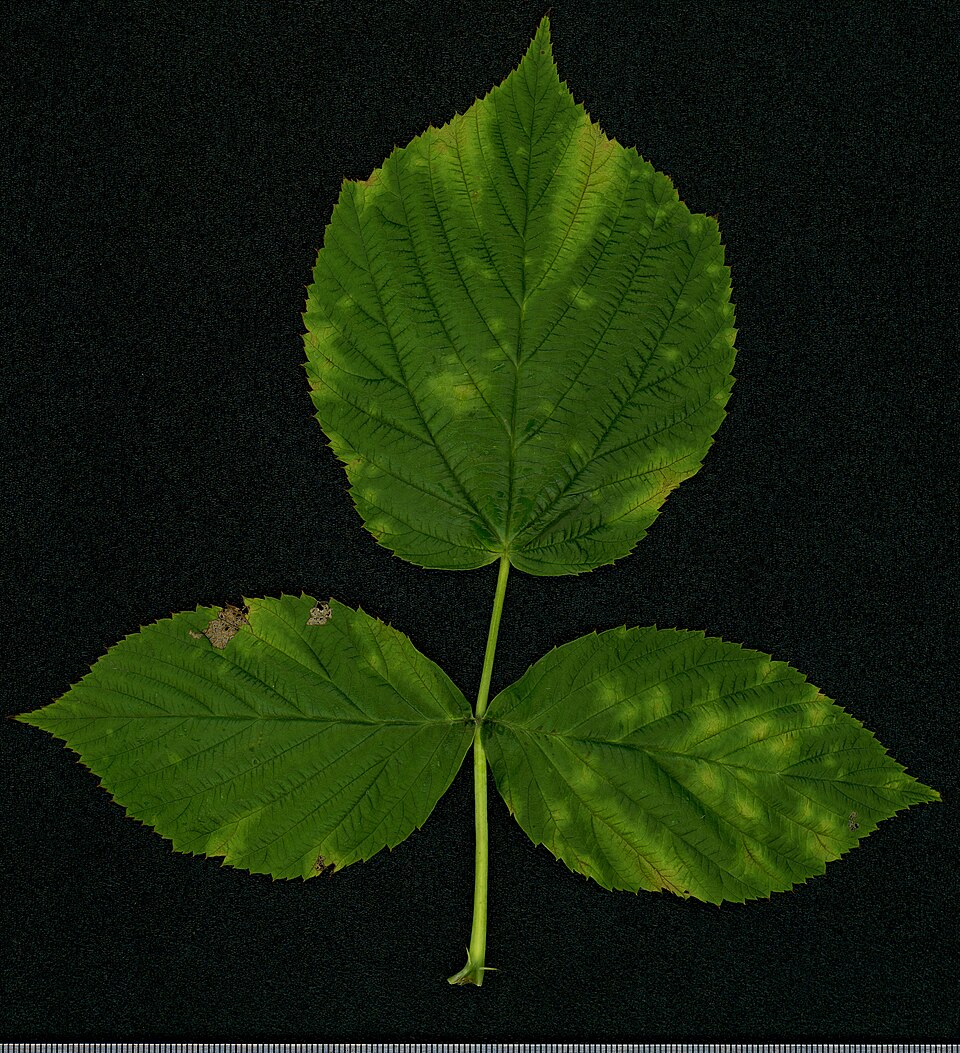 File:2020 year. Herbarium. Rubus idaeus. img-031.jpg