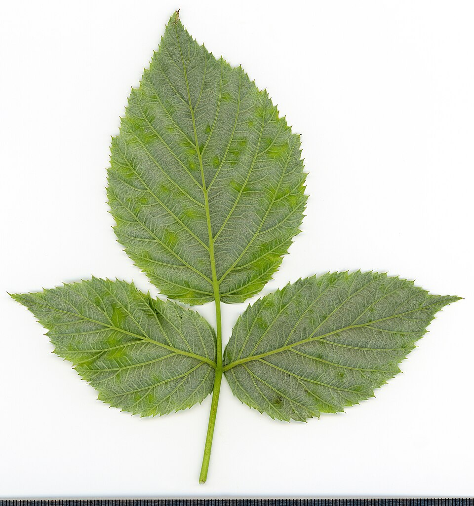 File:2020 year. Herbarium. Rubus idaeus. img-037.jpg