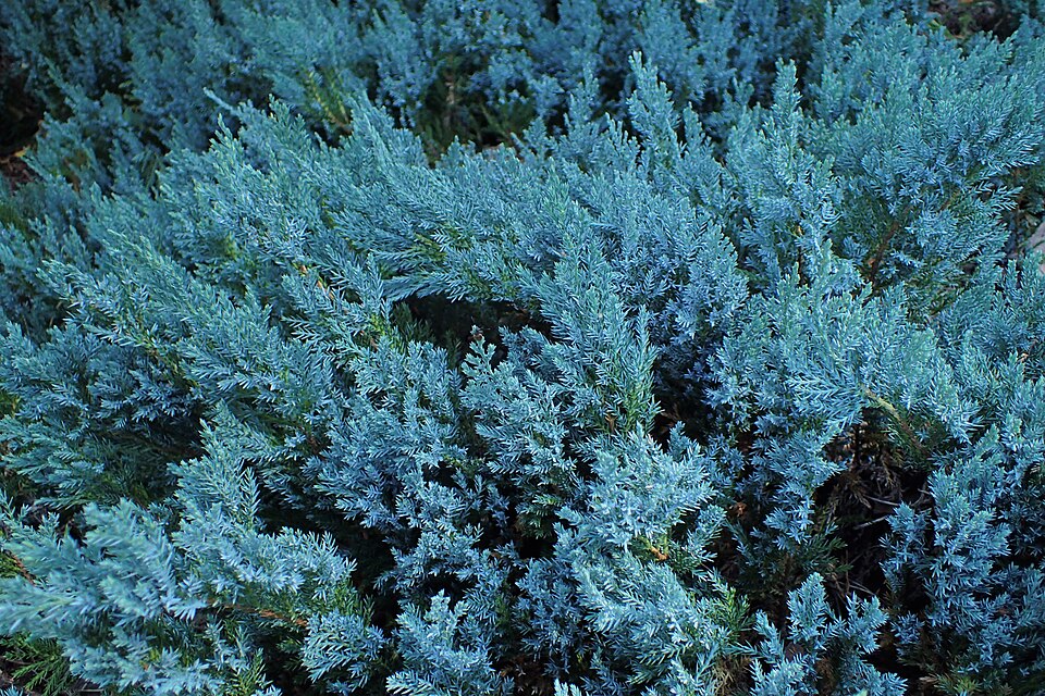 File:Juniperus horizontalis 'Blue Chip' kz01.jpg