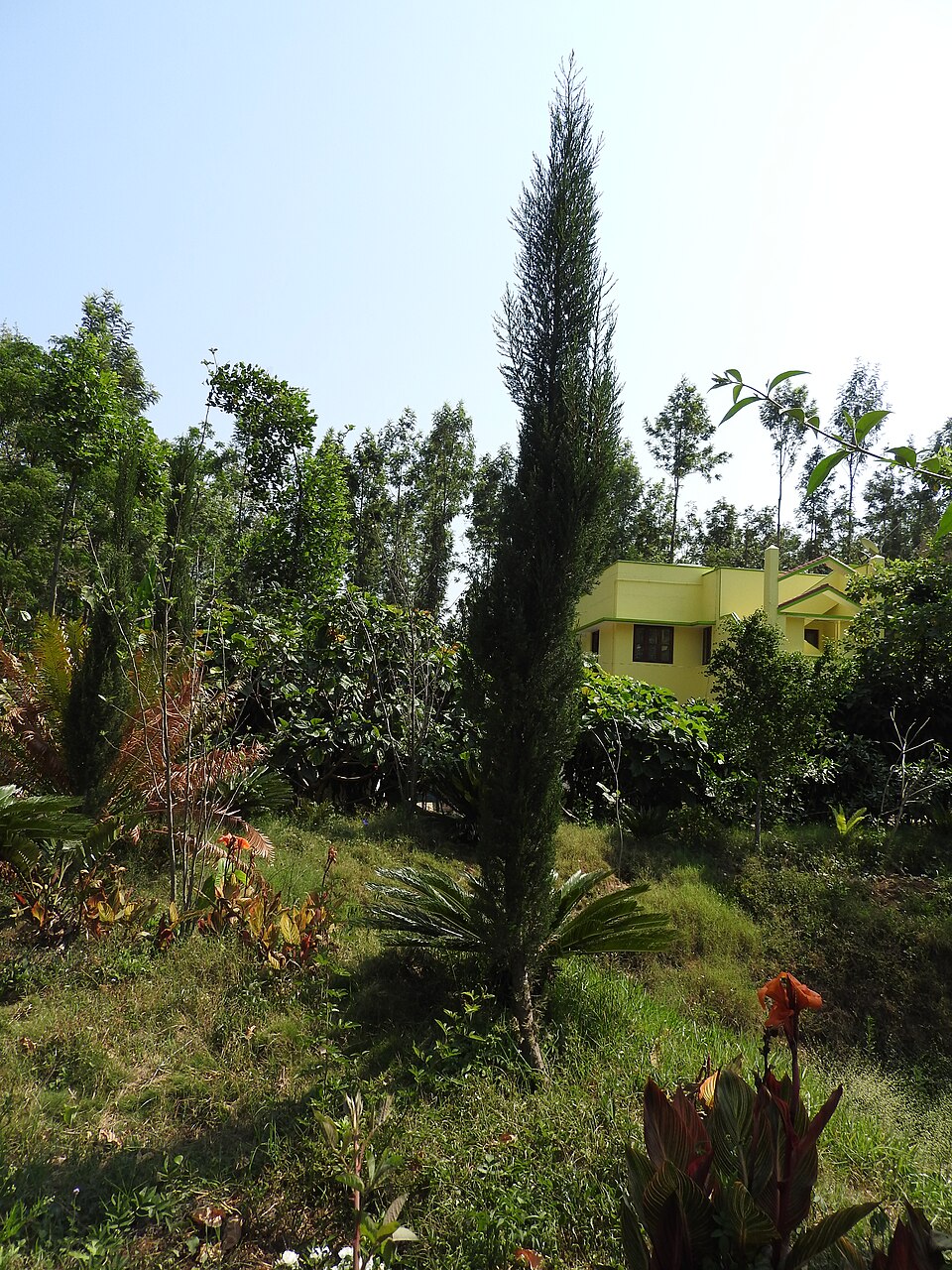 File:Juniperus scopulorum skyrocket-1-shevaroy nursery-yercaud-salem-India.jpg