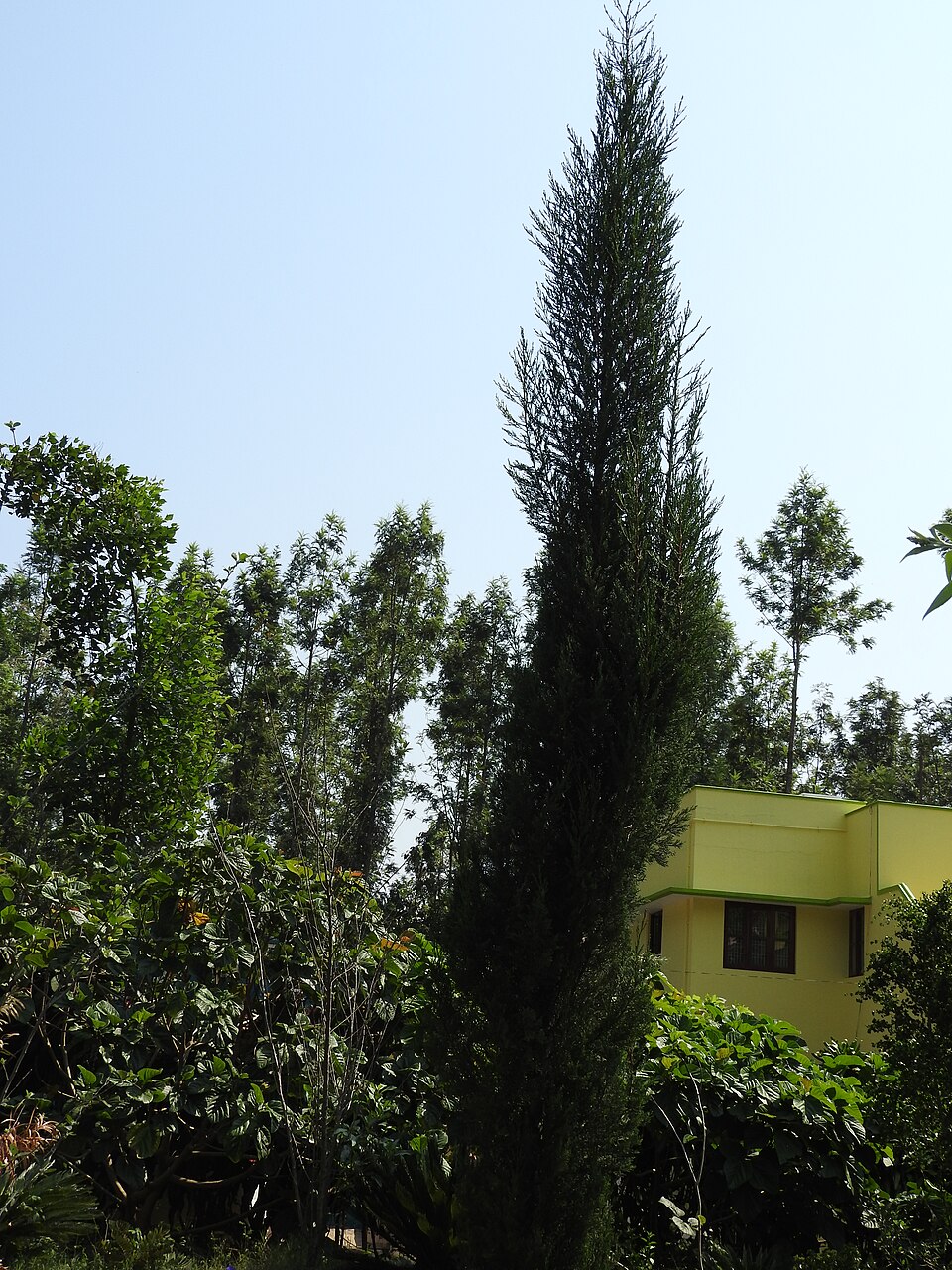 File:Juniperus scopulorum skyrocket-shevaroy nursery-yercaud-salem-India.jpg