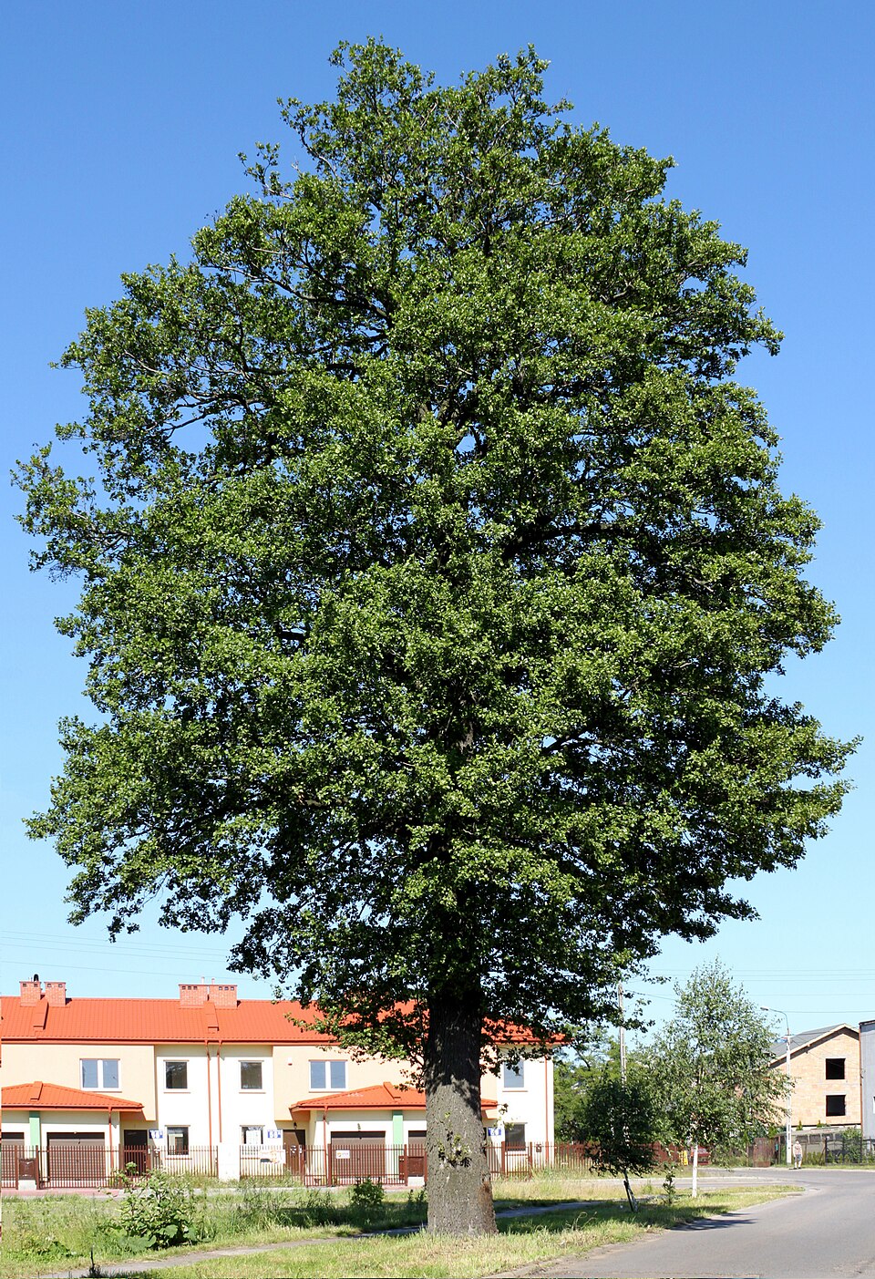 File:Alnus glutinosa Ząbki.JPG