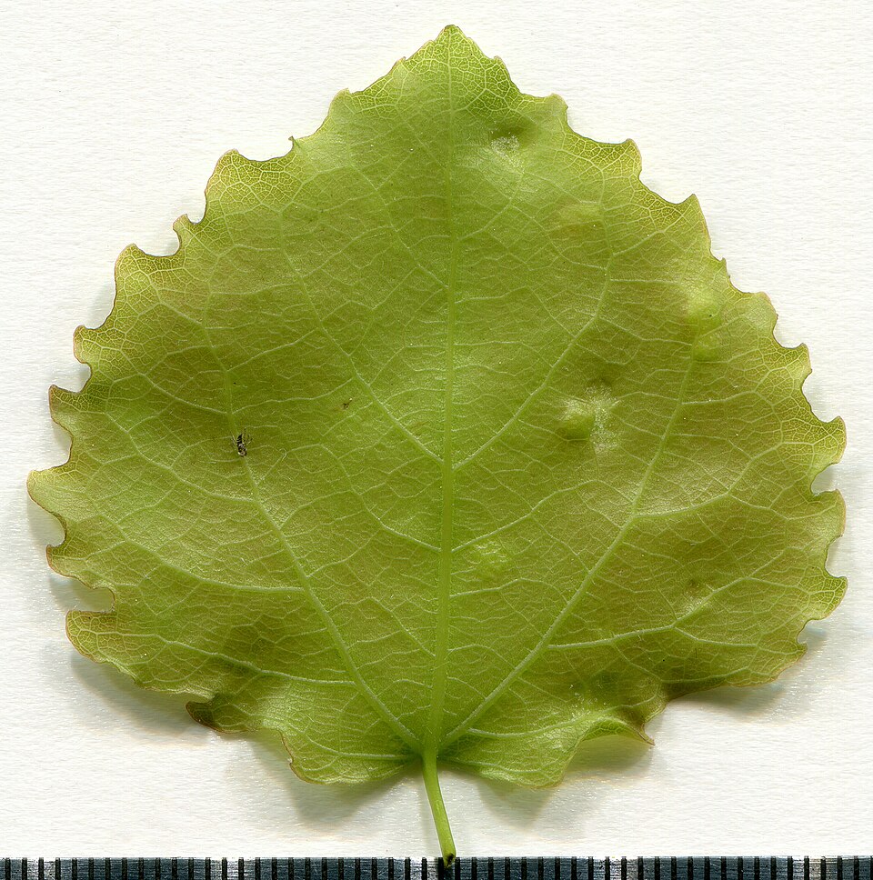 File:2020 year. Herbarium. Populus tremula. img-018.jpg