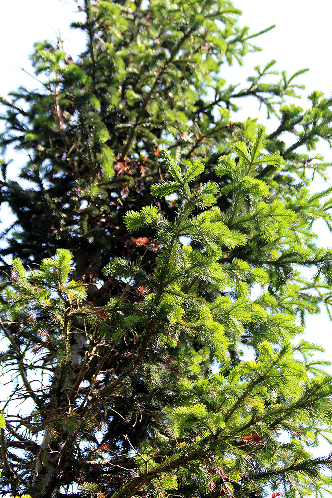 File:Abies-sibirica-(4).jpg