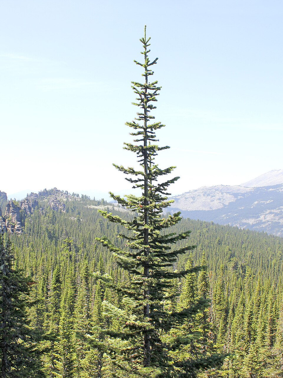 File:Abies sibirica, Ergaki, Krasnoyarsk Krai 1.jpg