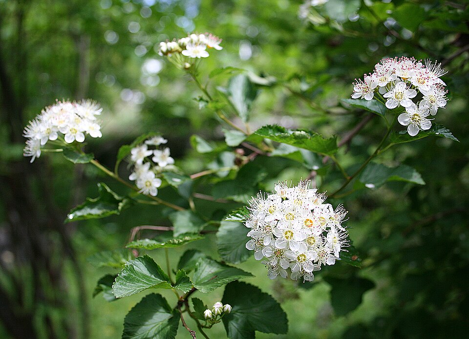 File:0 Physocarpus opulifolius - Samoëns.JPG
