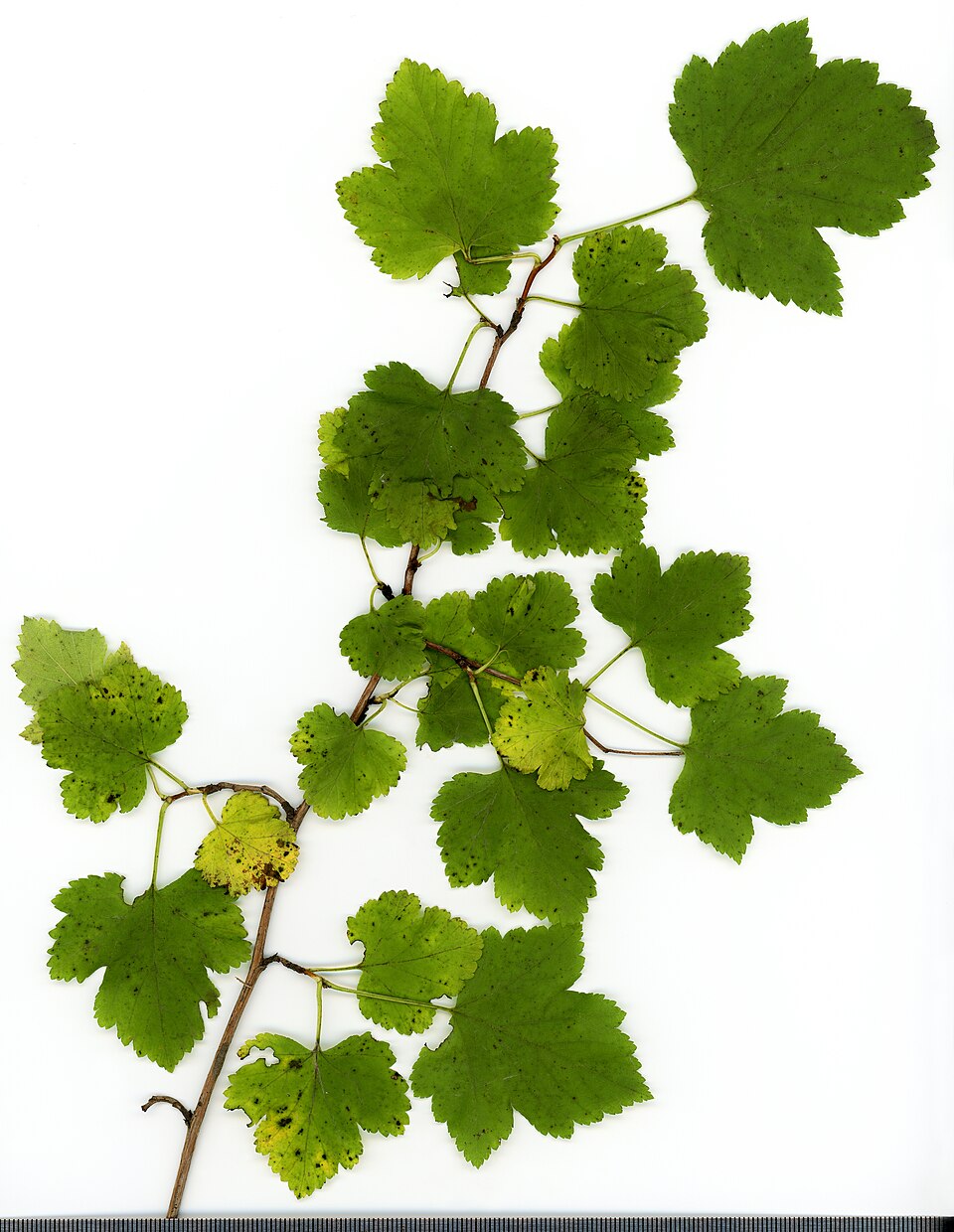 File:2020 year. Herbarium. Physocarpus opulifolius. img-002.jpg