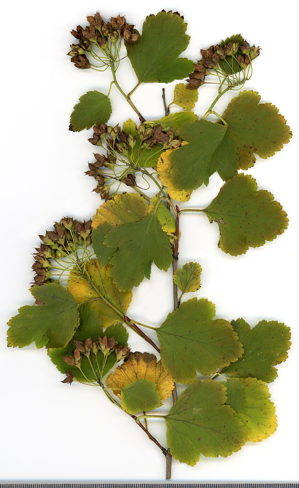 File:2020 year. Herbarium. Physocarpus opulifolius. img-011.jpg
