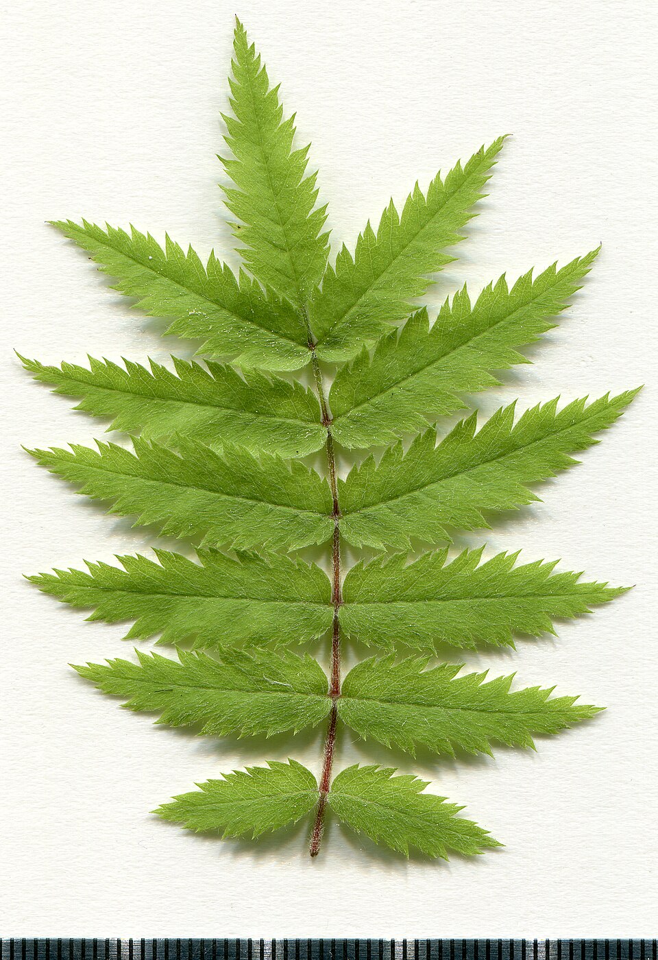 File:2020 year. Herbarium. Sorbus aucuparia. img-005.jpg