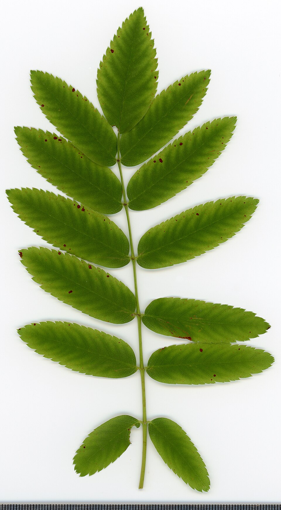File:2020 year. Herbarium. Sorbus aucuparia. img-033.jpg