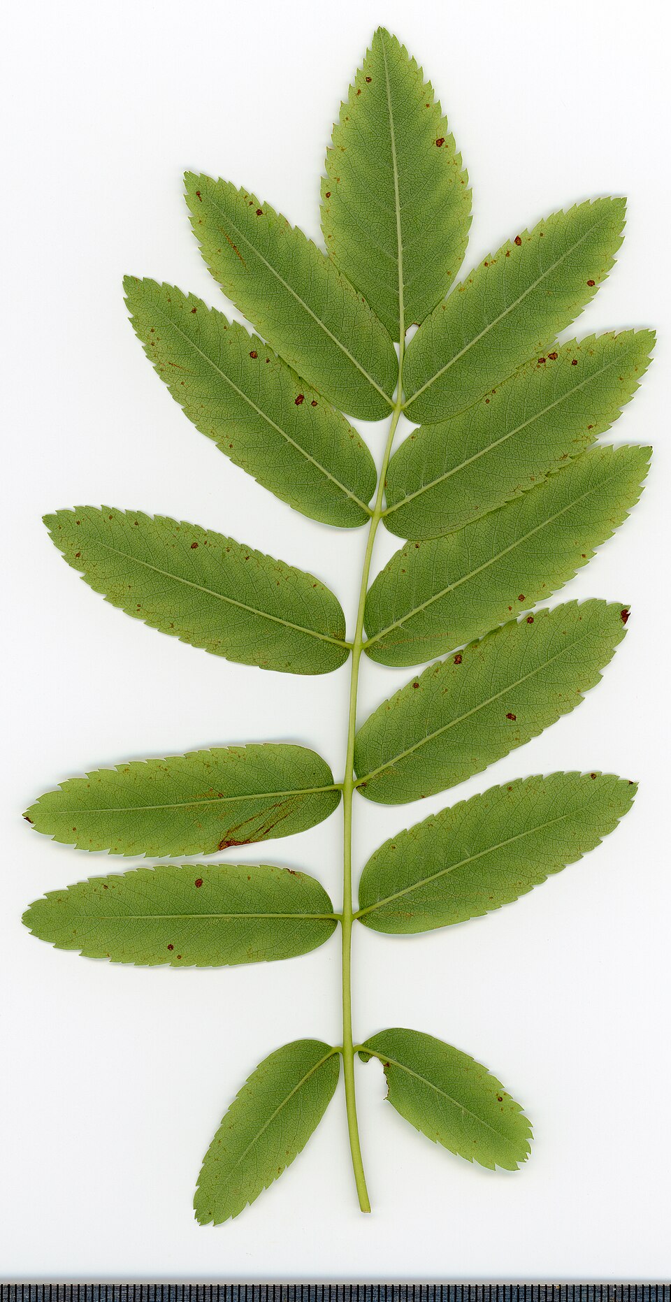 File:2020 year. Herbarium. Sorbus aucuparia. img-034.jpg