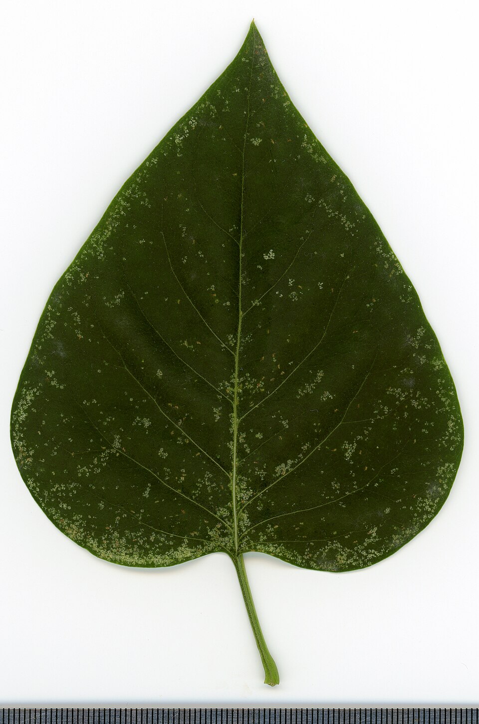 File:2020 year. Herbarium. Syringa vulgaris. img-003.jpg