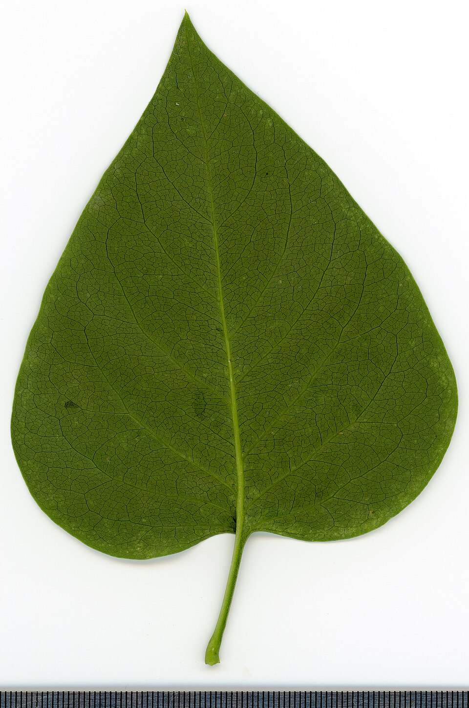 File:2020 year. Herbarium. Syringa vulgaris. img-004.jpg