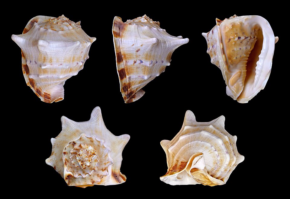 File:Cassis cornuta 01.jpg