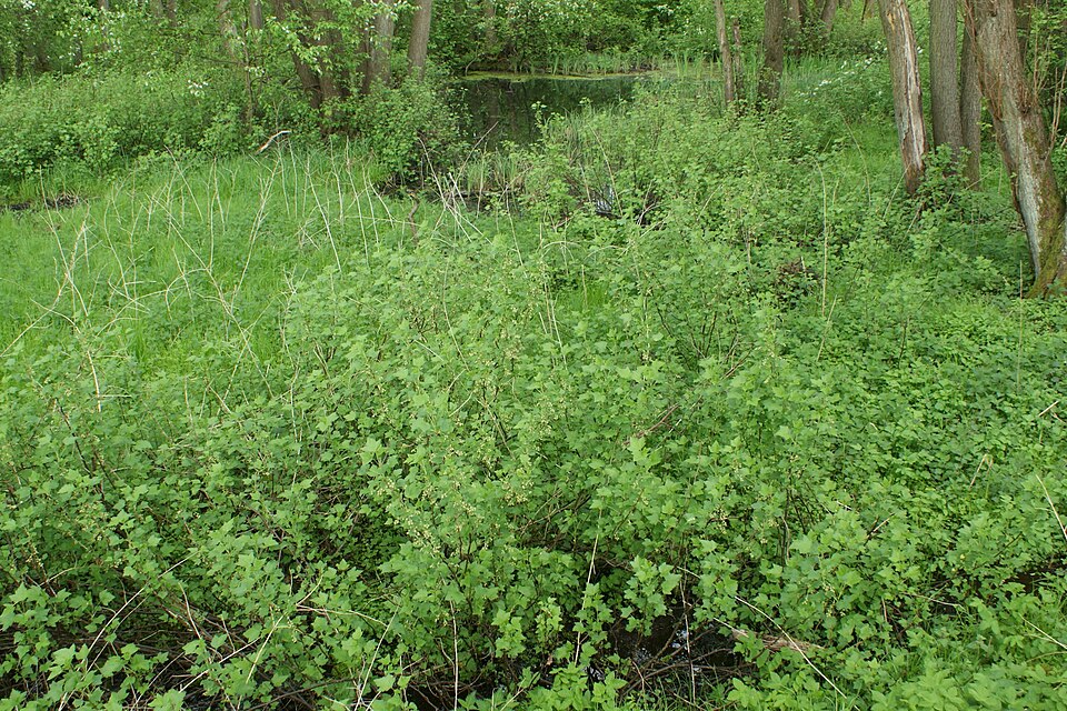 File:Ribes nigrum kz03.jpg