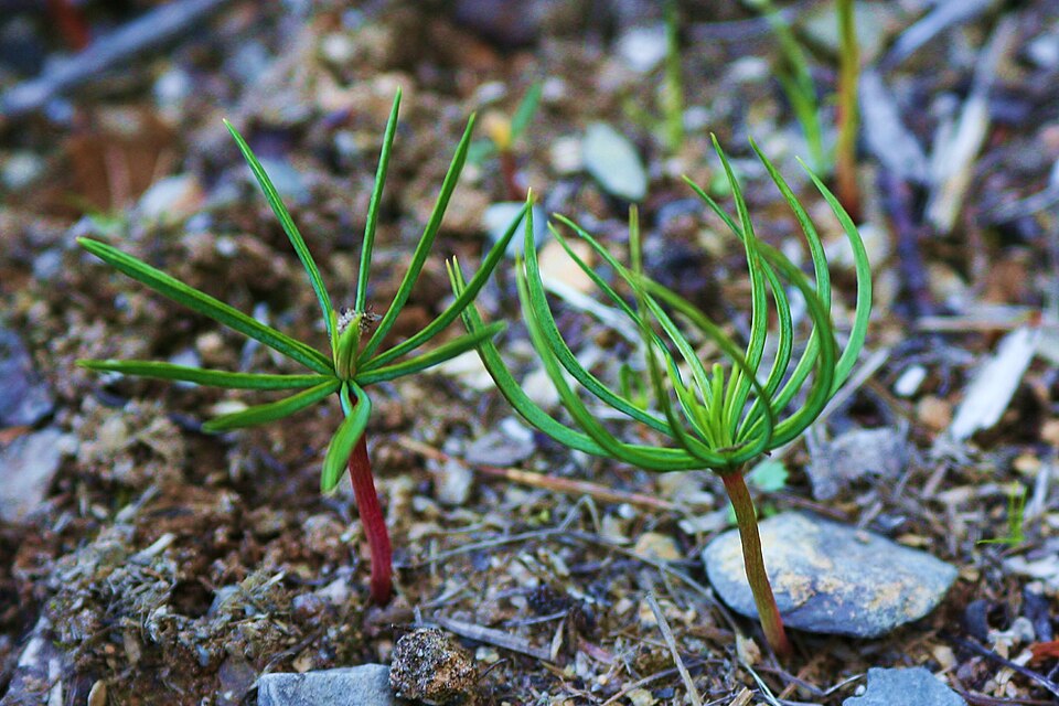 File:Agrosylva Nursery - Pinus sibirica - Siberian Pine.jpg