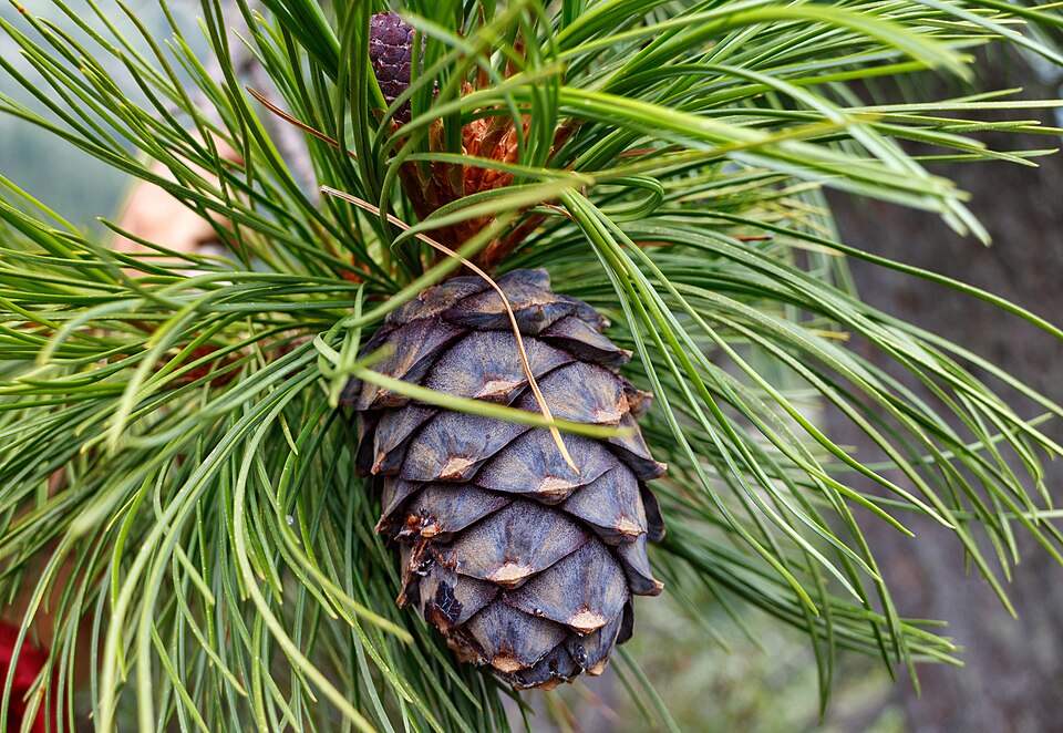 File:Ergaki, Siberian pine cone with seeds and foliage, Pinus sibirica, Sayan Mountains, Russia.jpg