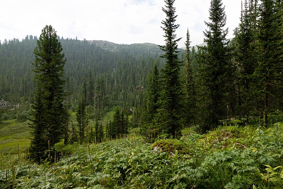 File:Ergaki, Siberian pine forest, Spruce forest, Taiga wilderness, Sayan Mountains, Siberia, Russia.jpg