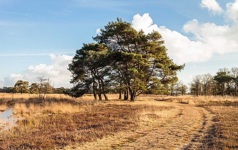 File:Delleboersterheide, natuurgebied van het It Fryske Gea. 05-02-2025. (actm.) 11.jpg