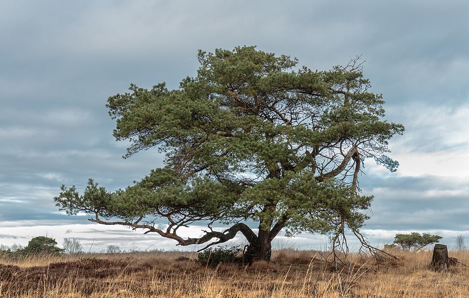 File:Delleboersterheide, natuurgebied van het It Fryske Gea. 25-12-2019. (actm.) 10.jpg