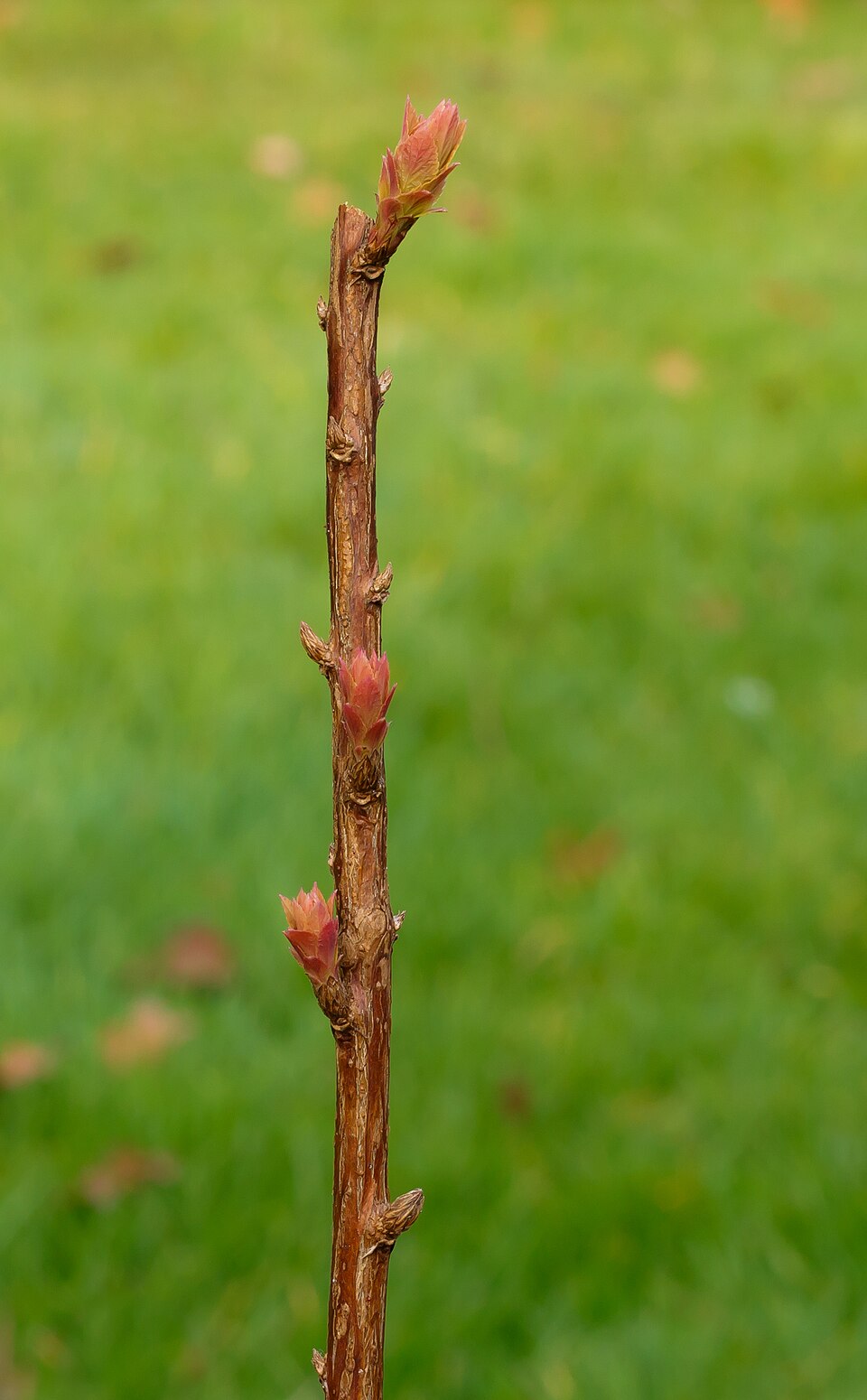 File:Spiraea japonica 'Goldflame' 01.jpg